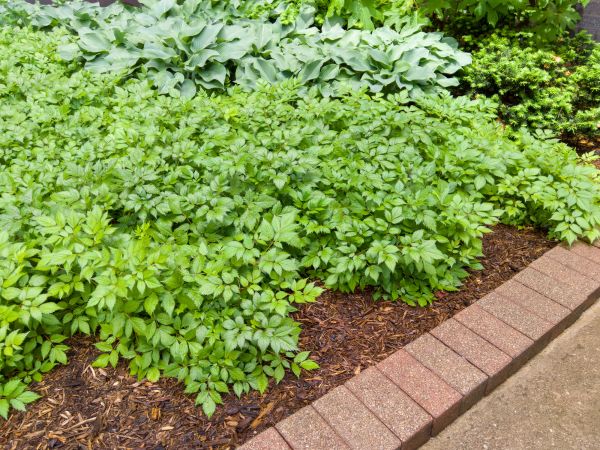 Cost of Brick Hardscaping in Orange